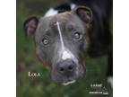 Adopt Lola a Pit Bull Terrier