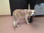 Adopt MARCY a Great Pyrenees, Mixed Breed
