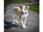 Adopt MADDIE a Labrador Retriever, Boxer