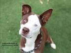 Adopt MELROSE a Mixed Breed