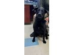 Adopt Eclipse a Black Labrador Retriever