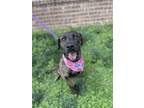 Adopt Maddie a Mountain Cur