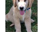 Golden Retriever Puppy for sale in Fort White, FL, USA