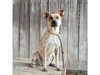Adopt Hope a Australian Cattle Dog / Blue Heeler