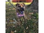 Adopt Astrid a Shar-Pei