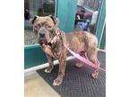 Adopt ALICE a Mixed Breed
