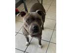 Adopt Luna a Pit Bull Terrier