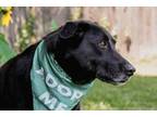 Adopt Kipper a Black Labrador Retriever, Border Collie