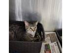 Adopt Tulip a Domestic Short Hair