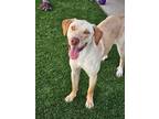 Adopt Carly a Yellow Labrador Retriever