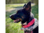 Adopt Namo a Australian Cattle Dog / Blue Heeler