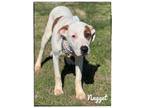 Adopt Nugget a Great Pyrenees, Pit Bull Terrier