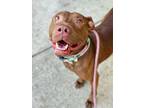 Adopt Vixey a Pit Bull Terrier, Mixed Breed