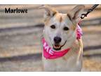 Adopt Marlowe a Husky