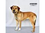 Adopt IRIS a Great Pyrenees, Mixed Breed