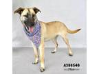 Adopt FELECITY a Black Mouth Cur