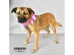 Adopt STEVIE a Black Mouth Cur