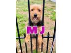 Adopt M.J. In Texarkana TX a Cairn Terrier