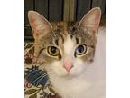 Adopt Sara Beth a Calico