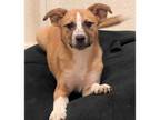 Adopt Peachy a Catahoula Leopard Dog, Cattle Dog