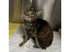 Adopt Janie Carson a Domestic Short Hair