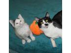 Adopt Esther 29 a Domestic Short Hair