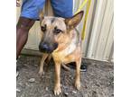 Adopt Gemini a German Shepherd Dog