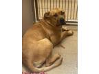 Adopt Avery a Black Mouth Cur, Mixed Breed