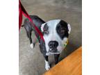 Adopt Clarabelle a Pit Bull Terrier