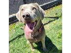 Adopt Cassie a Labrador Retriever