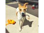 Adopt Poppi a Jack Russell Terrier