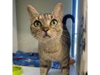 Adopt Kevinia a Domestic Short Hair