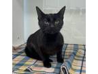 Adopt Valerie a Domestic Short Hair