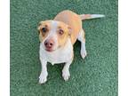Adopt Sandy a Terrier, Mixed Breed