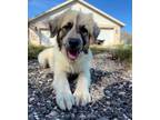Adopt Phiona SAT a Great Pyrenees