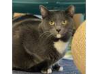 Adopt Tia a Domestic Short Hair