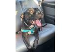 Adopt Bugsy a Labrador Retriever