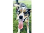 Adopt Lilly a Collie, Cattle Dog