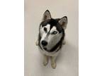 Adopt Shanty a Husky, Mixed Breed