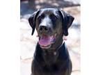 Adopt Lucy a Labrador Retriever