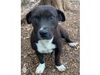 Adopt Jean a Pit Bull Terrier, Mixed Breed