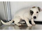 Adopt 55567061 a American Staffordshire Terrier, Mixed Breed