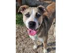 Adopt Dolly a Pit Bull Terrier, Mixed Breed