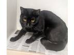 Adopt Squid a Domestic Short Hair