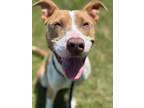 Adopt Jessie a Pit Bull Terrier, Mixed Breed