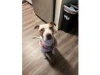 Adopt Goldie Hans a Pit Bull Terrier, Mixed Breed