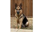 Adopt Julia a German Shepherd Dog