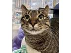 Adopt Jody a Domestic Short Hair