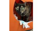 Adopt Anna a Domestic Short Hair