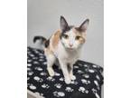 Adopt Harmony a Domestic Short Hair